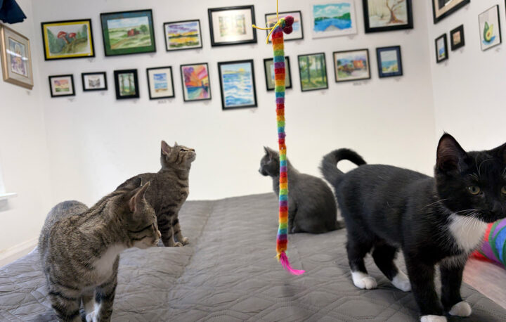 Come fall in love with some rescue cats, and enjoy art by local artists.