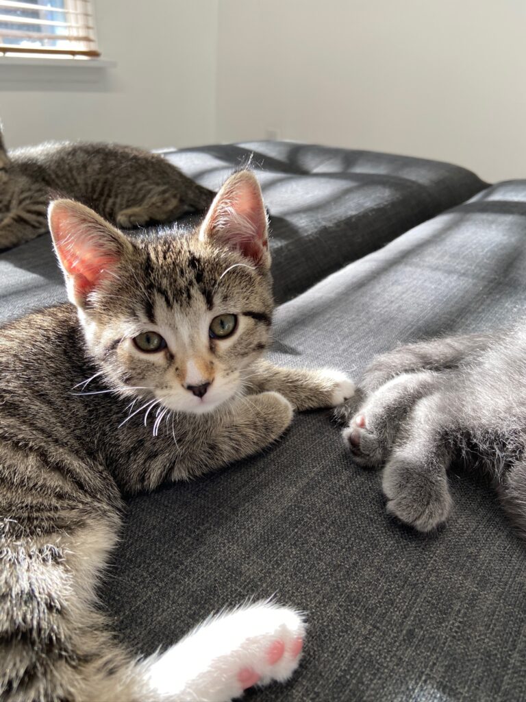 Her royal highness; Sif