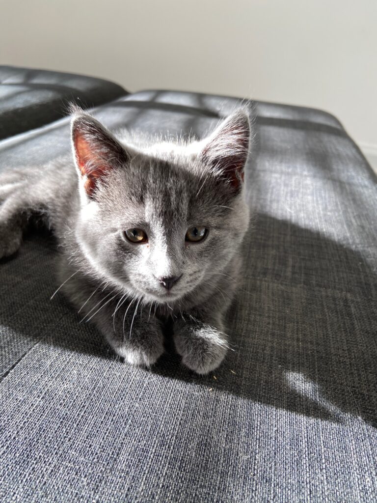 Adorable grey fuzzball kitten; Thor