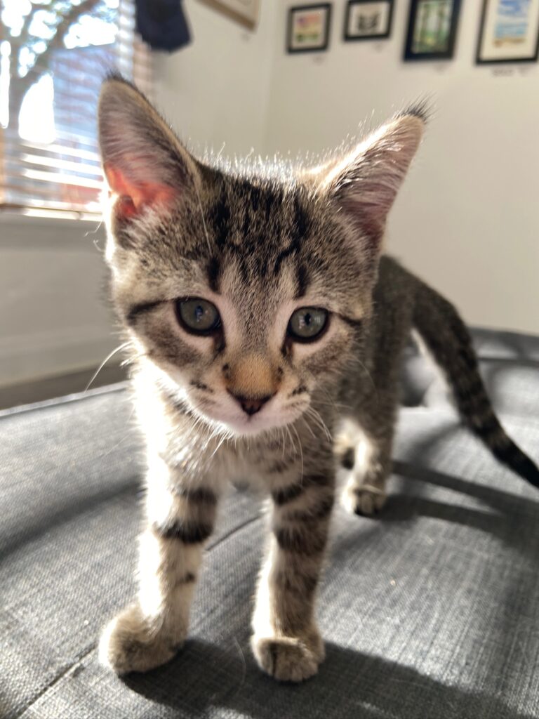 Adorable tabby kitten Freyr