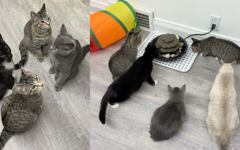 Pre-order your cat gallery admission now