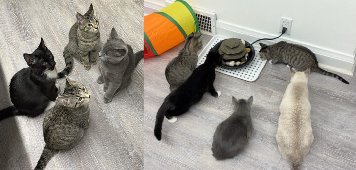 Pre-order your cat gallery admission now